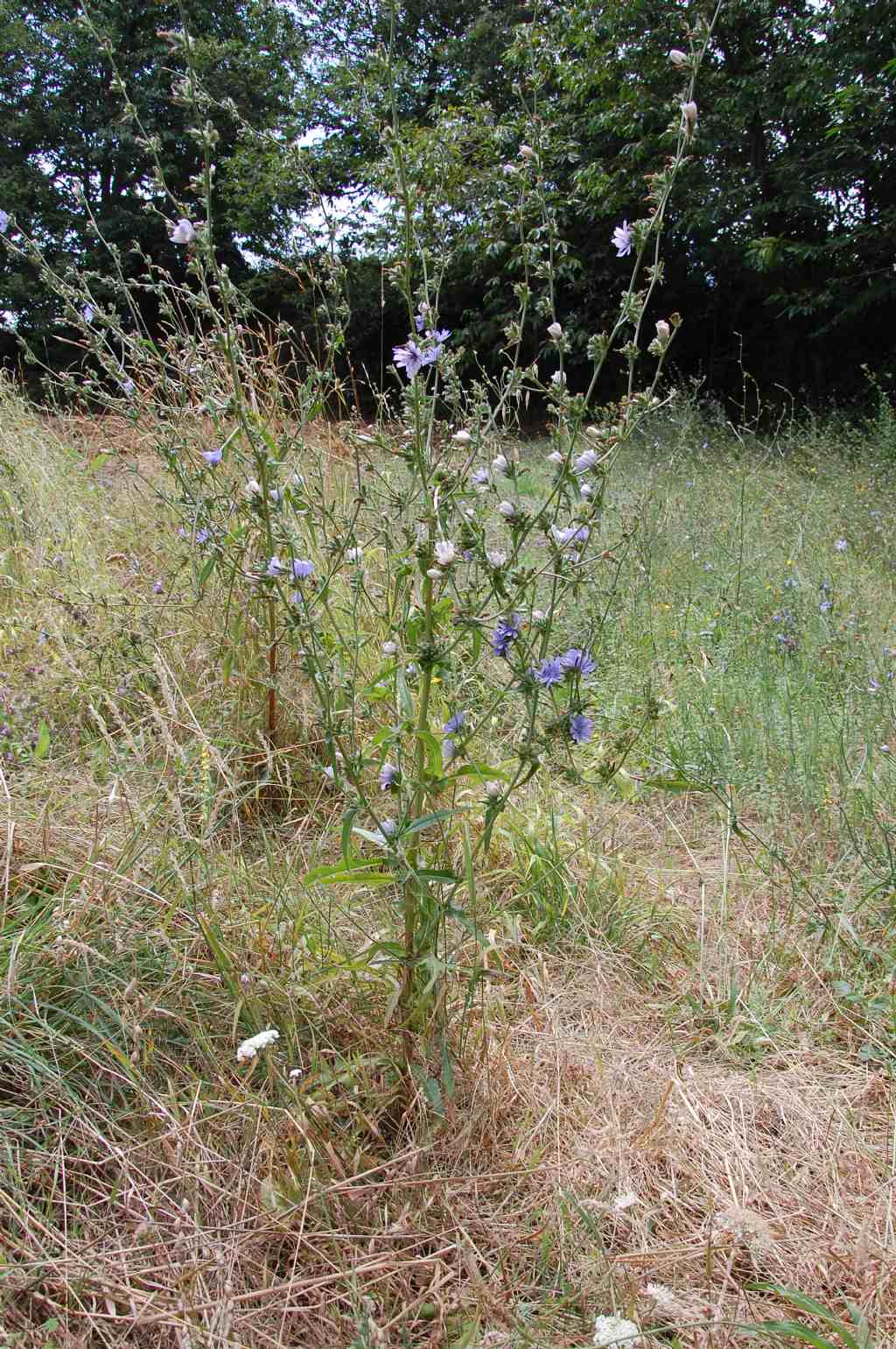 Asteracea umbra - Cichorium intybus